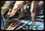 [1994-11] Anthurium gymnopus -03
