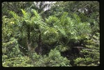 [1993-07] Bactris plumeriana (coco macaque) -02