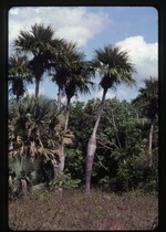Colpothrinax wrightii (barrel palm) -04