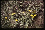 [2000-02] Cucumis dipsaceus (hedgehog gourd)