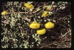 [2000-02] Cucumis dipsaceus (hedgehog gourd) -02