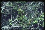 [1995-03] Dendropemon silvae -02