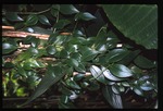 Peperomia sp. (radiator plant)