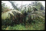[2002-08] Prestoea acuminata var. montana (Sierran palm)