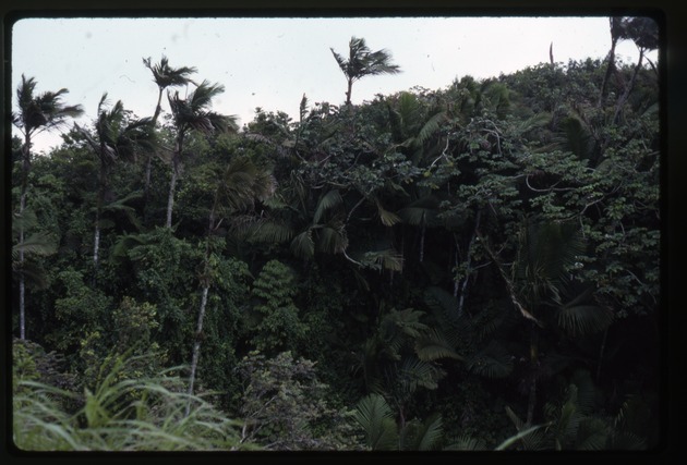 Prestoea acuminata var. montana (Sierran palm) -07