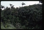 [1996-08] Prestoea acuminata var. montana (Sierran palm) -07