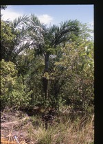 Pseudophoenix sargentii (Florida cherry palm)