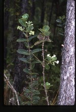 Roigella correifolia