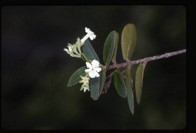 Roigella correifolia -02