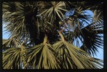 [1994-11] Sabal maritima (bull thatch palm) -05