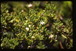 [1999-05] Strumpfia maritima (pride-of-big-pine)