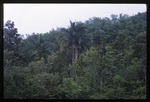[2002-08] Syagrus amara (overtop palm) -06