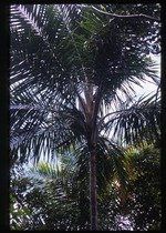 [2002-08] Syagrus amara (overtop palm)