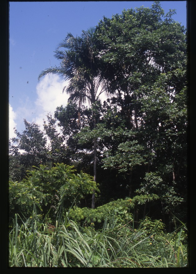 Syagrus amara (overtop palm) -02