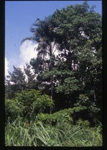 [2002-08] Syagrus amara (overtop palm) -02
