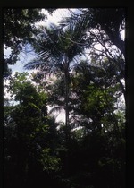 [2002-08] Syagrus amara (overtop palm) -03