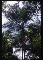 [2002-08] Syagrus amara (overtop palm) -04