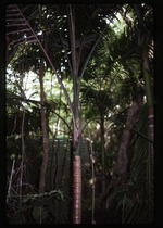 [1993-06] Aiphanes minima (macaw palm) -03