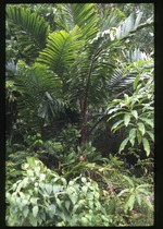 Aiphanes minima (macaw palm) -04