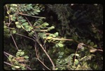 [2000-02] Alvaradoa arborescens
