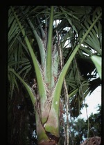 [1992-11] Calyptronoma occidentalis (long thatch palm) -02