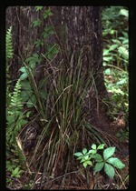 Carex bermudiana