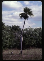Colpothrinax wrightii (barrel palm)
