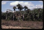 [2000-02] Colpothrinax wrightii (barrel palm) & Sabal maritima (bull thatch palm)