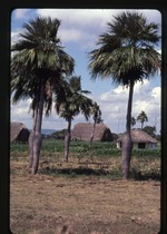 Colpothrinax wrightii (barrel palm) -06