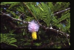 [1988-06] Dichrostachys nutans or glomerata