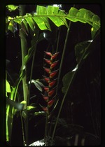 [1988-07] Heliconia bihai (macaw flower)