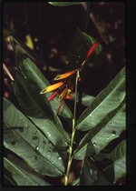 [1988-07] Heliconia humilis (lobster claw)