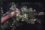 Myrtus ophiticola