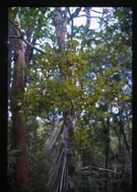 Phoradendron trinervium (angled mistletoe) -02