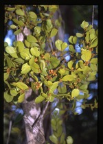 Phoradendron trinervium (angled mistletoe)