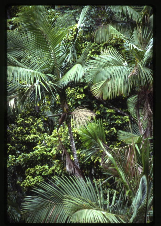 Prestoea acuminata var. montana (Sierran palm) -05