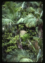 Prestoea acuminata var. montana (Sierran palm) -05