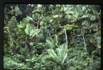 Prestoea acuminata var. montana (Sierran palm) -06