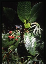 [2002-08] Psychotria uliginosa (tres cabezas)