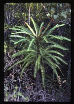 Spathelia pinetorum or stipitata