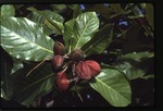 Terminalia catappa (tropical almond)