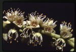 Terminalia catappa (tropical almond) -02