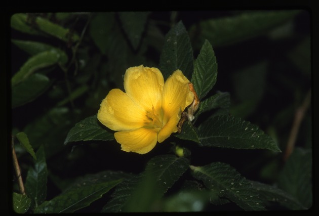 Turnera ulmifolia (yellow alder)