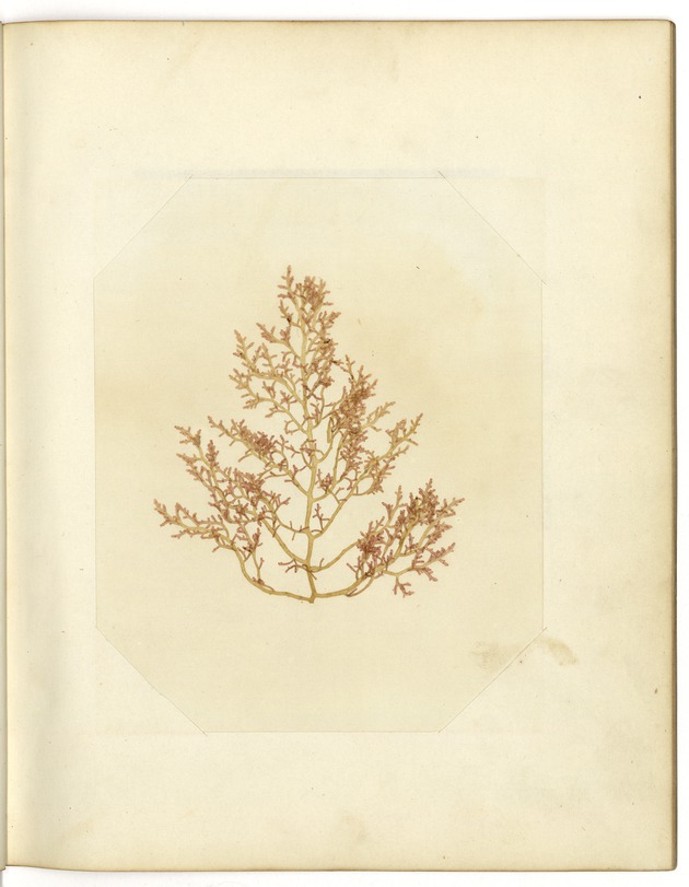 Pressed Red Algae, Dry Tortugas