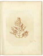 Pressed Red Algae, Dry Tortugas
