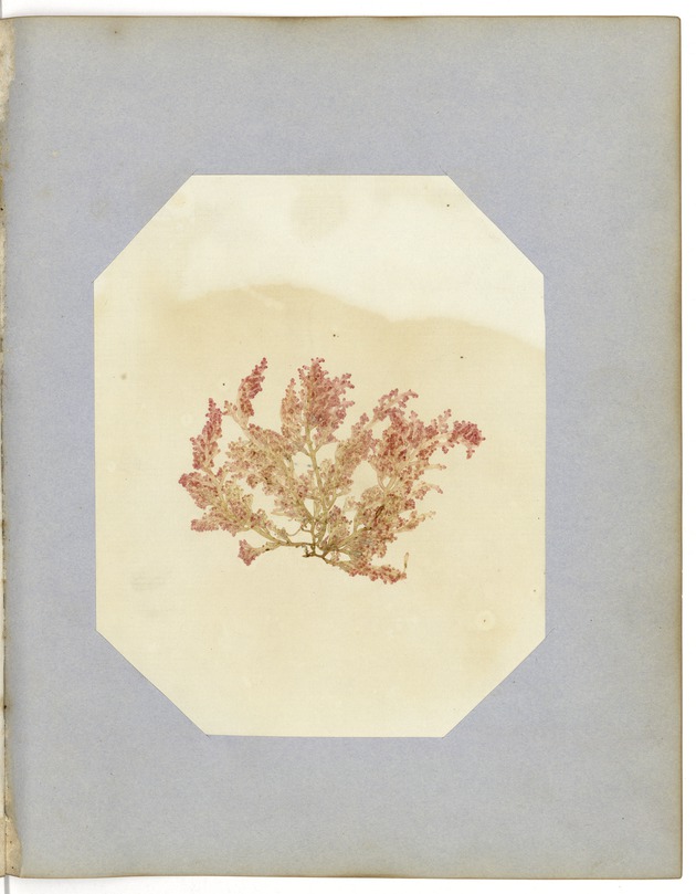 Pressed Red Algae, Dry Tortugas