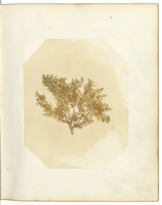 Pressed Algae, Dry Tortugas