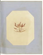 Pressed Red Algae, Dry Tortugas