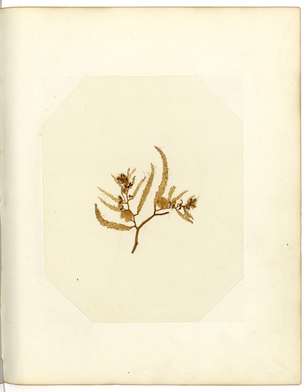 Pressed Algae, Dry Tortugas