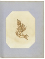 Pressed Algae, Dry Tortugas